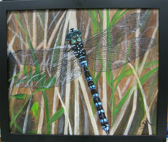 Photo of painting of Dragonfly posing, Burnaby Lake, BC
