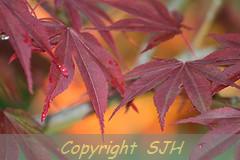 Dewdrops on Red Leaves